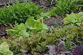 Salad seedlings in a vegetable garden, Labeaume, Ardèche, France