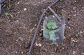 Cucurbitaceae in the kitchen garden. Protection against snails, Labeaume, Ardèche, France