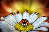 Ladybug on a daisy, Parma, Italy