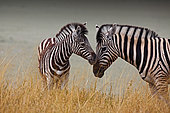 Zebra baby next to his mother, Etosha National Park, Namibia