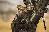 Leopard (Panthera pardus) resting on acacia tree, Serengeti, Tanzania