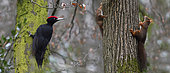 Black woodpecker (Dryocopus martius) and Red squirrels (Sciurus vulgaris) on trees, Northern Vosges Regional Natural Park, France