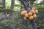 Fruiting bodies of Darwin's Fungus (Cyttaria darwinii) growing on a Southern Beech (Nothofagus), Ushuaia, Tierra del Fuego, Argentina, South America