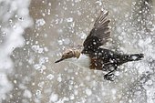 White-throated Dipper (Cinclus cinclus) flies through the drops of a Waterfall, Stubaital, Tyrol, Austria, Europe