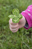 Four leaf clover in a girl's hand, spring, Pas de Calais, France
