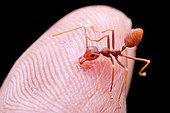 Biten by weaver ant (Oecophylla smaragdina).