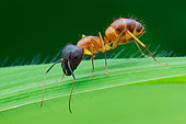 A yellow ant (Camponotus sp.) on a grass leaf.