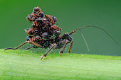 Ant snatching assassin bug (Acanthaspis petax) carrying ants' corpses on its back for camouflage.