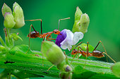 Yellow ant (Camponotus sp.) picking purple flower.