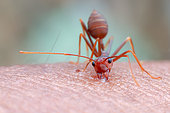 Weaver ant (Oecophylla smaragdina) bite my skin.