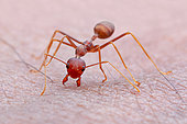 Weaver ant (Oecophylla smaragdina) bite my skin.