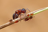 Ant (Meranoplus sp.) tending aphids (Aphidoidea) on grass chute.