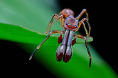 High angle shot of a male ant-mimicking jumping spider (Myrmarachne sp.)