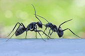 Monster-head Carpenter Ants (Camponotus sp., subgenus Myrmosericus) pulling the antenna of a congener