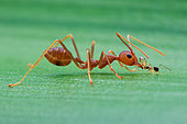 Weaver ant (Oecophylla smaragdina) bullying another small ant.