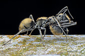 Golden spiny ant (Polyrhachis proxima) carrying injured sibling.