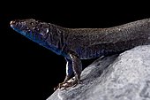 Na Bosc island lizard (Podarcis pityusensis gorrae)