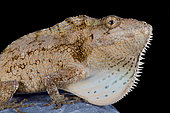 Anolis (Chamaeleolis) barbatus, Giant bearded anole, Cuba