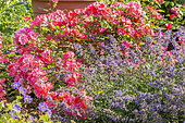 Nepeta faassenii 'Walker's Low', Rosa 'Douceur Normande', in bloom
