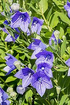 Campanula raineri