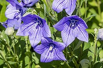 Campanula raineri