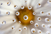 Drops on a piece of glass refracting a daisy