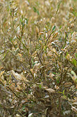 Boxwood after an invasion of box tree moth (Cydalima perspectalis) caterpillars, Herault, France