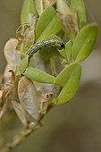 Caterpillar of Box Tree Moth (Cydalima perspectalis) eating a boxwood leaf, Hérault, France