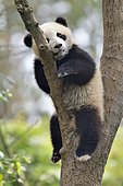 Giant Panda (Ailuropoda melanoleuca) young in a tree, Chengdu Giant Panda Research Center, Sichuan, China