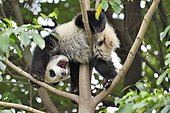 Giant Panda (Ailuropoda melanoleuca) young in a tree, Chengdu Giant Panda Research Center, Sichuan, China