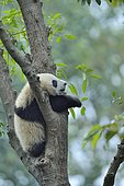 Giant Panda (Ailuropoda melanoleuca) young in a tree, Chengdu Giant Panda Research Center, Sichuan, China