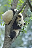 Giant Panda (Ailuropoda melanoleuca) youngs in a tree, Chengdu Giant Panda Research Center, Sichuan, China