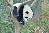 Giant Panda (Ailuropoda melanoleuca) young in a tree, Chengdu Giant Panda Research Center, Sichuan, China