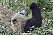 Giant Panda (Ailuropoda melanoleuca) Eating Bamboo, Chengdu Giant Panda Research Center, Sichuan, China