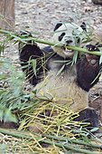 Giant Panda (Ailuropoda melanoleuca) Eating Bamboo, Chengdu Giant Panda Research Center, Sichuan, China