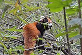 Red panda (Ailurus fulgens) eating bamboo, Chengdu Research and Reproduction Center, Sichuan Province, China