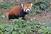 Red panda (Ailurus fulgens) on ground, Chengdu Research and Reproduction Center, Sichuan Province, China