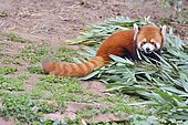 Red panda (Ailurus fulgens) eating bamboo, Chengdu Research and Reproduction Center, Sichuan Province, China