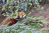 Red panda (Ailurus fulgens) eating bamboo, Chengdu Research and Reproduction Center, Sichuan Province, China