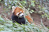 Red panda (Ailurus fulgens) eating bamboo, Chengdu Research and Reproduction Center, Sichuan Province, China