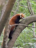 Red panda (Ailurus fulgens) on a branch, Chengdu Research and Reproduction Center, Sichuan Province, China