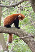 Red panda (Ailurus fulgens) sitting on a branch, Chengdu Research and Reproduction Center, Sichuan Province, China