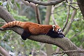 Red panda (Ailurus fulgens) yawning on a branch, Chengdu Research and Reproduction Center, Sichuan Province, China