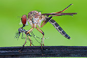 Robberfly (Asilidae) eating asian tiger mosquito (Aedes albopictus).