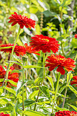 Zinnia elegans 'Super Yoga'