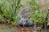 Hedgehog (Erinaceidae) drinks, Upper Austria, Austria, Europe