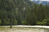 Grizzly bear (Ursus arctos horribilis) on gravel bar, Great Bear Rainforest, British Columbia, Canada