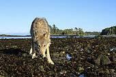 Wolf (Canis lupus) on beach, Great Bear Rainforest, British Columbia, Canada