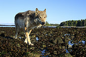 Wolf (Canis lupus) on beach, Great Bear Rainforest, British Columbia, Canada