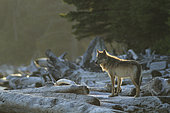 Wolf (Canis lupus) standing on driftwood, Great Bear Rainforest, British Columbia, Canada